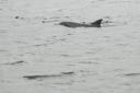 061 flipper in augusta