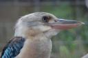 093 kookaburra