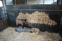 mooi dieren opstapje