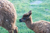 alpaca jong, te schattig.....