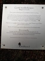 Nee, toch een modderkruiper!