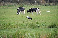 Ooievaar in het weiland
