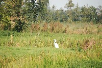 grote witte reiger