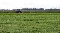 Ooievaars in het maaiveld