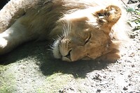 lekker slapen in de zon