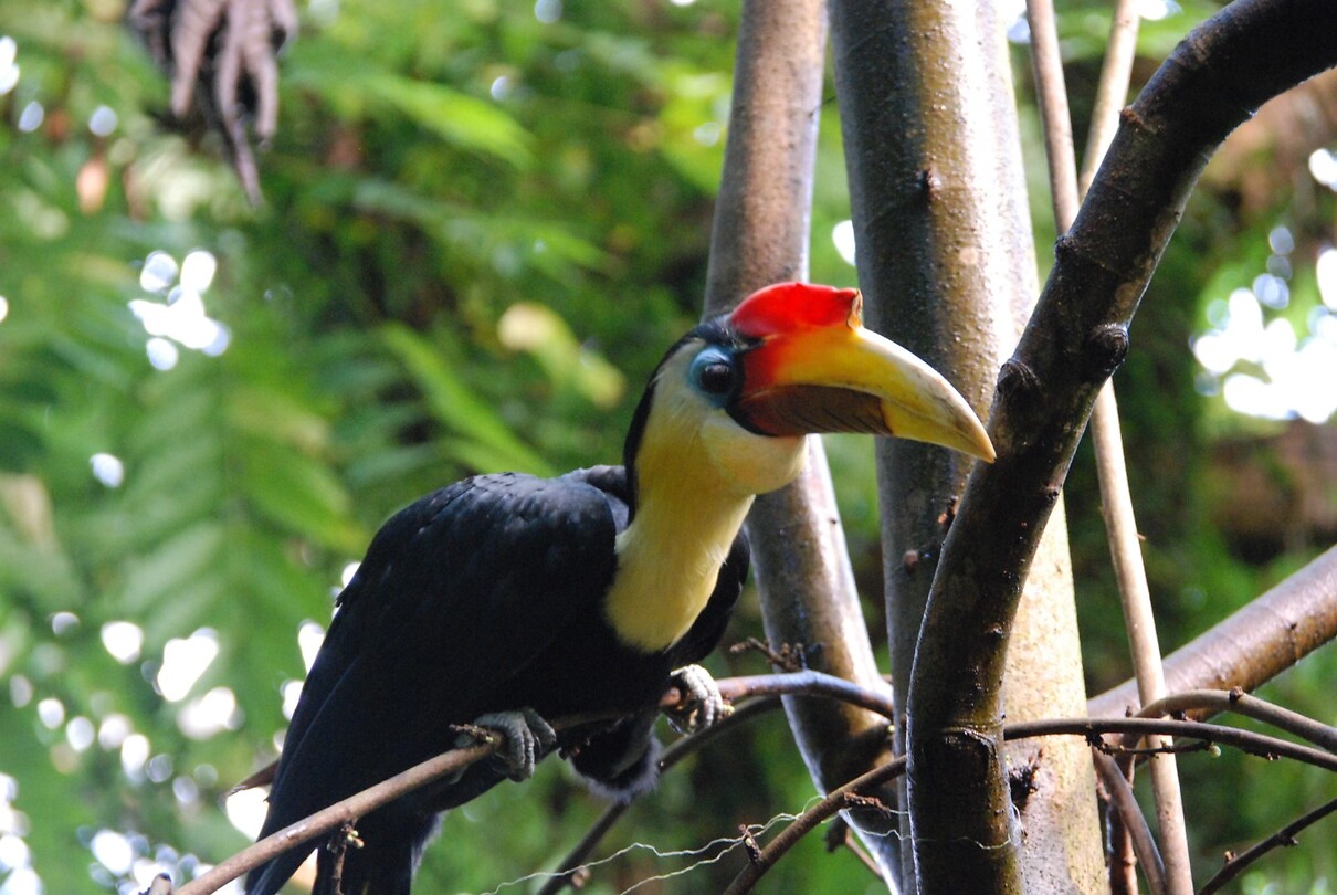 neushoornvogel