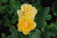 Beauty