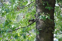 Veilig hoog in de boom