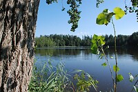 Buchsee
