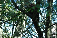 Hoog in de bomen