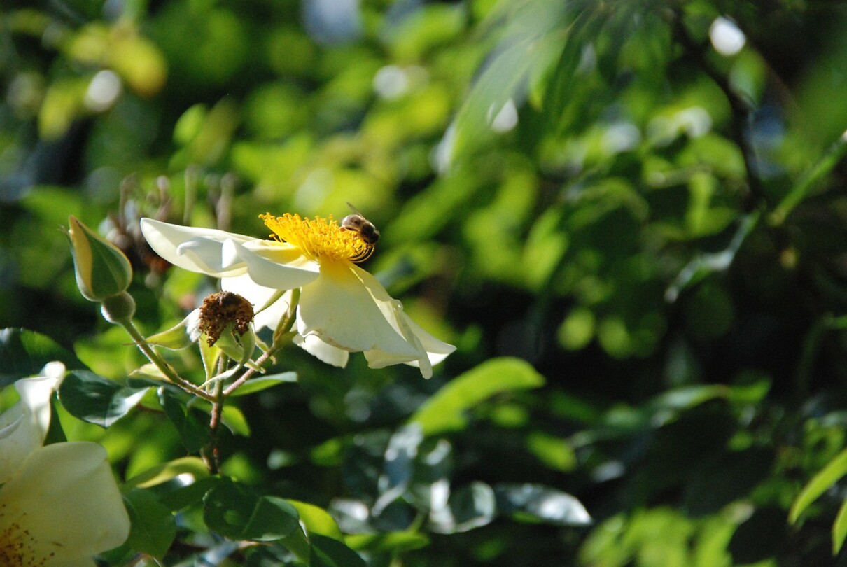op zoek naar nectar