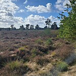 Bloeiende heide