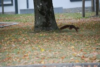 De eekhoorn komt langs