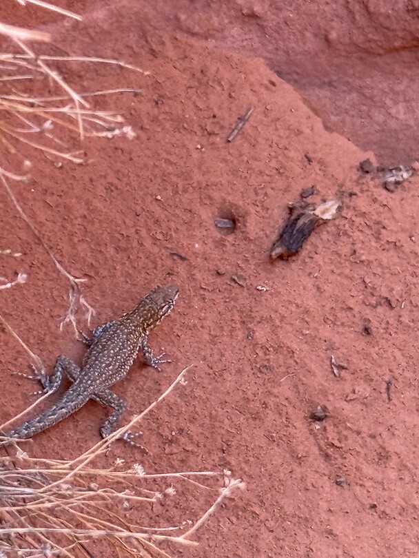 Lizard
