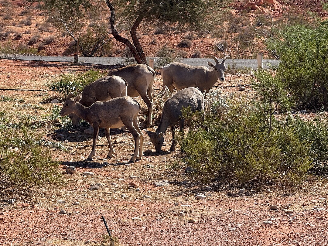 Big Horn sheep
