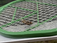 IMG_4633