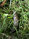 IMG_4636