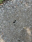 IMG_4964