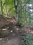 IMG_6980
