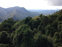 Rainforrest