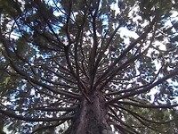 Sequoiadendron giganteum in Park Queenstown.