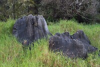 IMG_7647