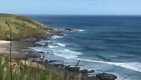 Kauri Coast