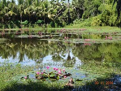 Lotusbloemen