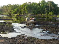 Met 2 buffels door de rivier