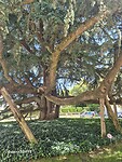 IMG-20260804-WA0007