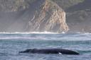 whale