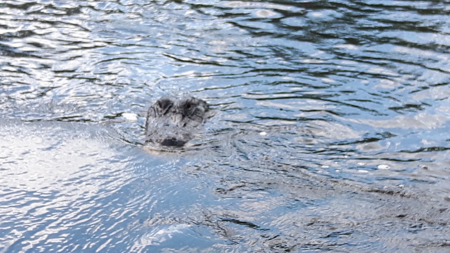 Alligator