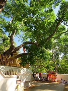 Sri Maha Bodhi