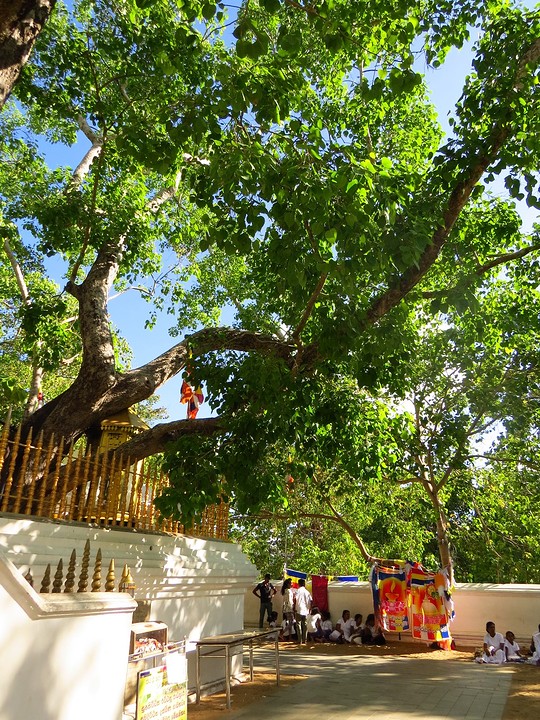 Sri Maha Bodhi