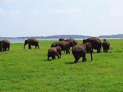 Aziatische olifanten in Kaudulla
