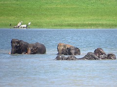 Lekker in het water