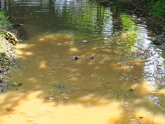 Badderende aapjes bij Sigiriya