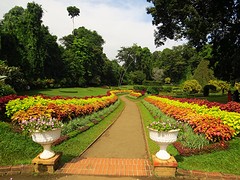 Kandy Botanische tuinen