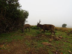 Herten bij Horton Plains National Park
