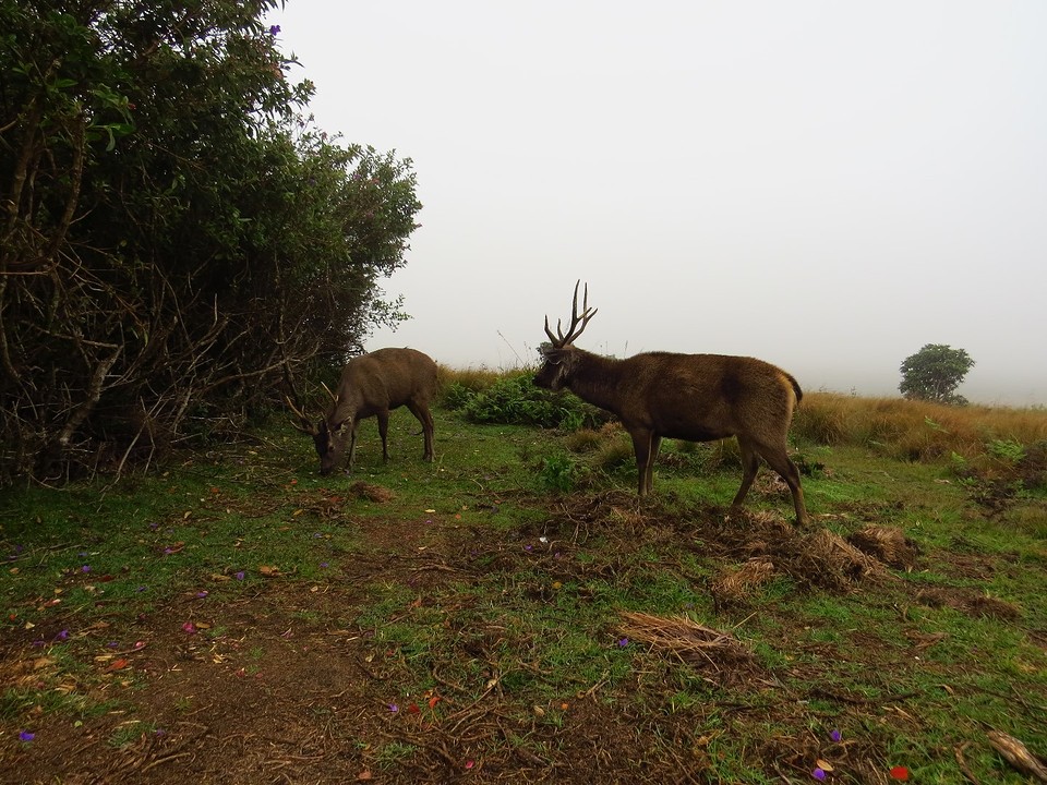Herten bij Horton Plains National Park