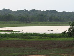Herten en waterbuffels in Yala National Park
