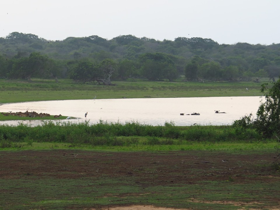 Herten en waterbuffels in Yala National Park