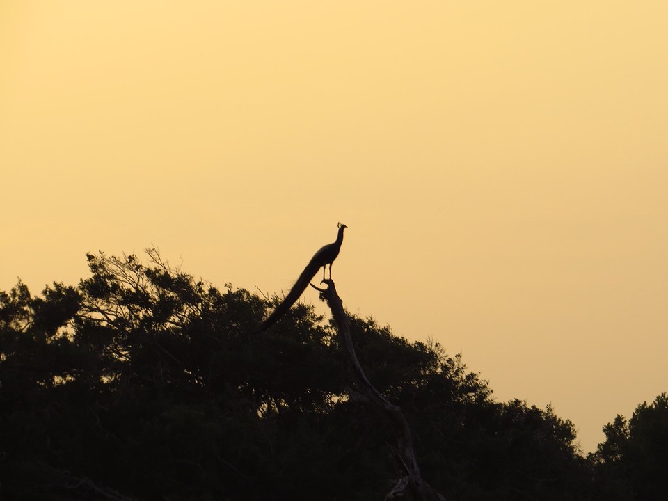 Pauw in de boom, Yala NP