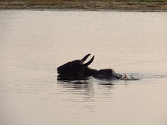 Waterbuffel