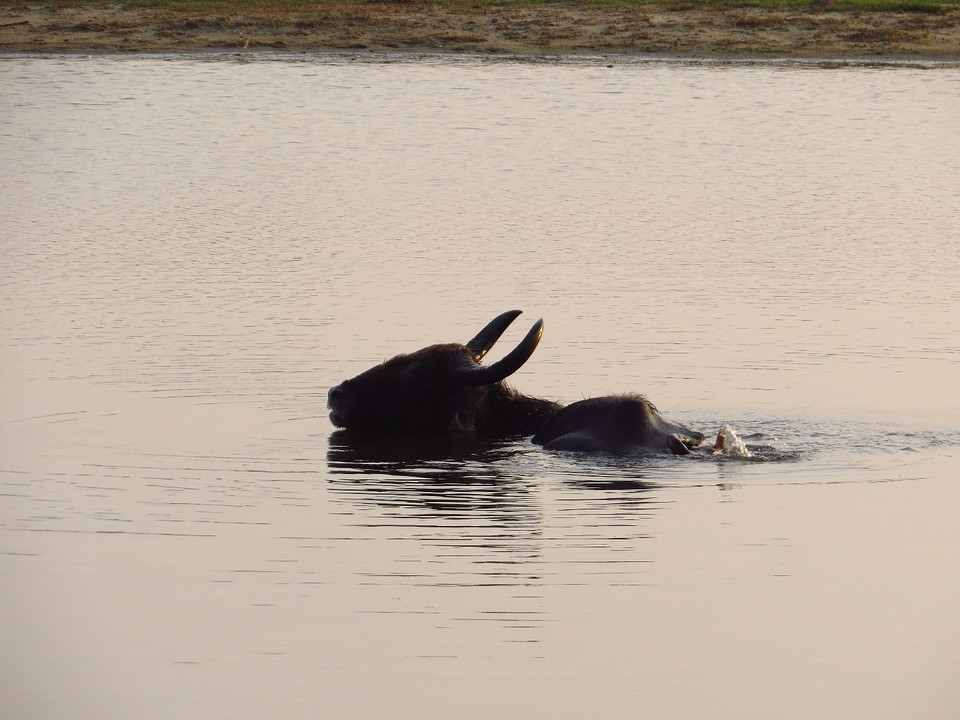 Waterbuffel