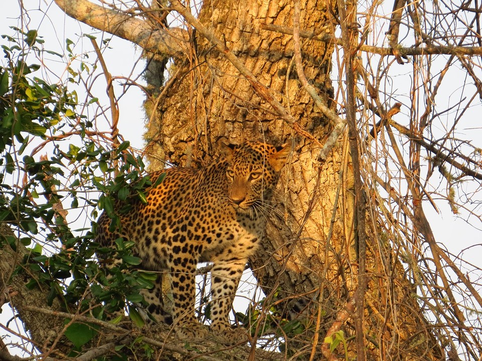 Luipaard in Yala