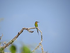Groene bijeneter