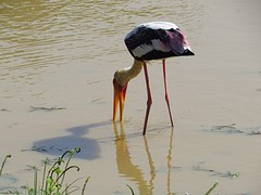Stork