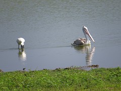 Pelikaan