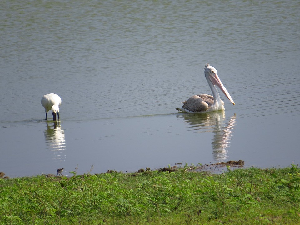 Pelikaan